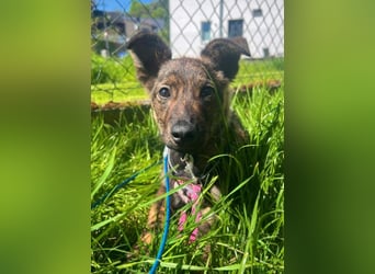 WINNIE - zauberhafter Hundejunge sucht sein Für-Immer-Zuhause