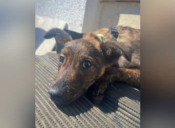 WINNIE - zauberhafter Hundejunge sucht sein Für-Immer-Zuhause