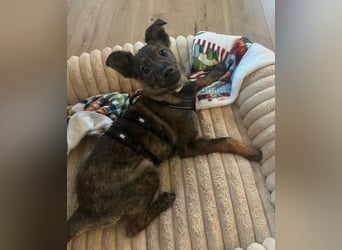 WINNIE - zauberhafter Hundejunge sucht sein Für-Immer-Zuhause