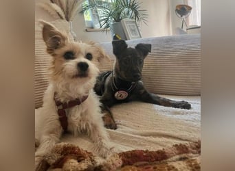 WINNIE - zauberhafter Hundejunge sucht sein Für-Immer-Zuhause
