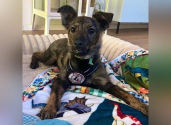 WINNIE - zauberhafter Hundejunge sucht sein Für-Immer-Zuhause