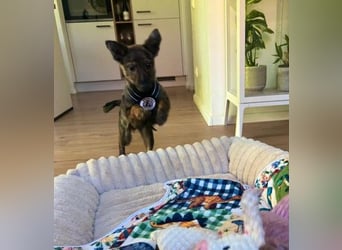 WINNIE - zauberhafter Hundejunge sucht sein Für-Immer-Zuhause