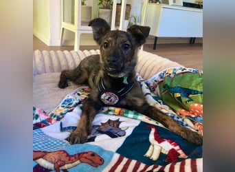WINNIE - zauberhafter Hundejunge sucht sein Für-Immer-Zuhause