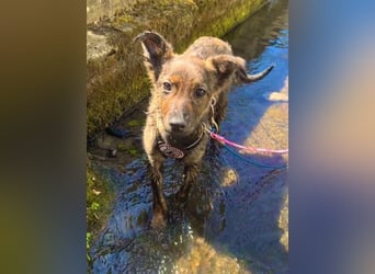 WINNIE - zauberhafter Hundejunge sucht sein Für-Immer-Zuhause