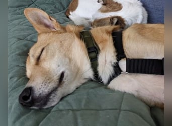 AURELL - fröhlicher Begleiter mit großem Herz