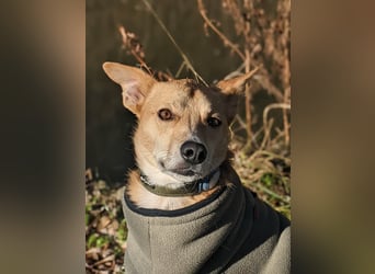 AURELL - fröhlicher Begleiter mit großem Herz