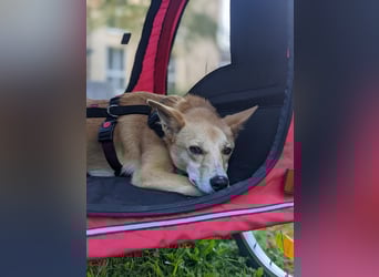 AURELL - fröhlicher Begleiter mit großem Herz