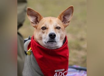 AURELL - fröhlicher Begleiter mit großem Herz