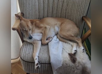 Aurell – Kuscheln, Lebensfreude und ganz viel Liebe