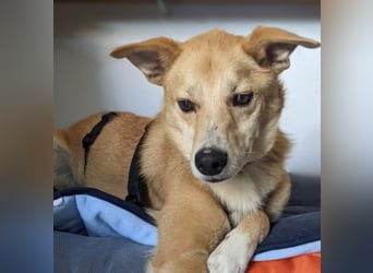 AURELL - fröhlicher Begleiter mit großem Herz