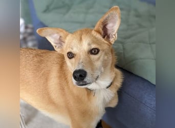 AURELL - fröhlicher Begleiter mit großem Herz