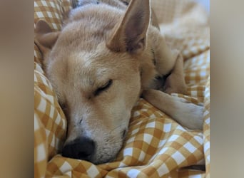 AURELL - fröhlicher Begleiter mit großem Herz