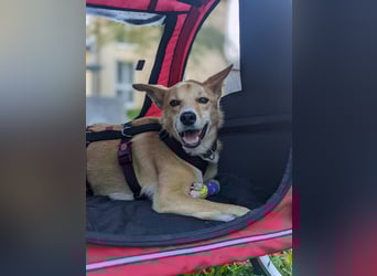 AURELL - fröhlicher Begleiter mit großem Herz