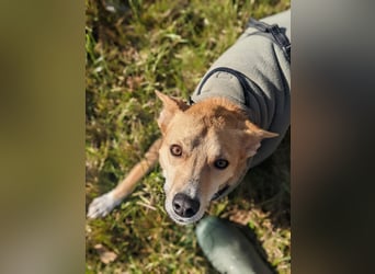 AURELL - fröhlicher Begleiter mit großem Herz