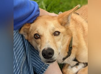 AURELL - fröhlicher Begleiter mit großem Herz