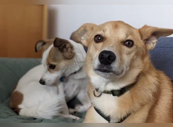 AURELL - fröhlicher Begleiter mit großem Herz