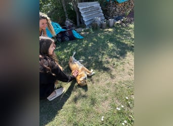 AURELL - fröhlicher Begleiter mit großem Herz