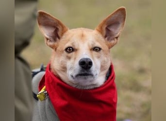 AURELL - fröhlicher Begleiter mit großem Herz