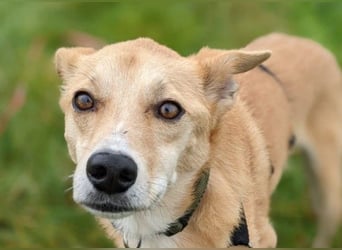 AURELL - fröhlicher Begleiter mit großem Herz