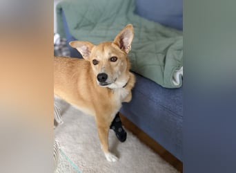 AURELL - fröhlicher Begleiter mit großem Herz