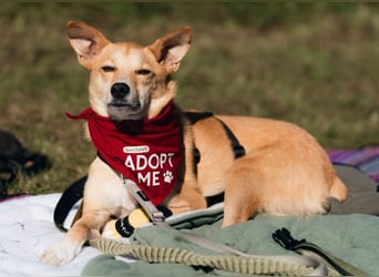 AURELL - fröhlicher Begleiter mit großem Herz