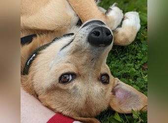 AURELL - fröhlicher Begleiter mit großem Herz
