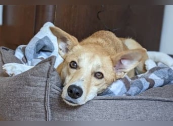 AURELL - fröhlicher Begleiter mit großem Herz