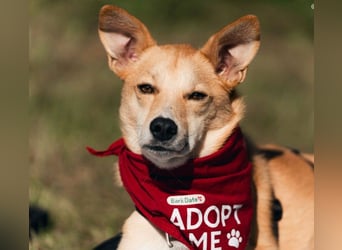 AURELL - fröhlicher Begleiter mit großem Herz