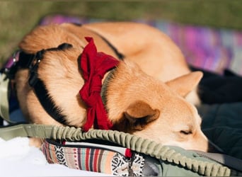 AURELL - fröhlicher Begleiter mit großem Herz