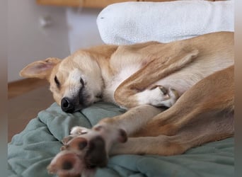 Aurell – Kuscheln, Lebensfreude und ganz viel Liebe