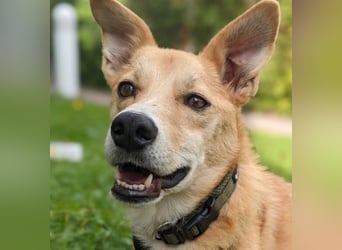 AURELL - fröhlicher Begleiter mit großem Herz