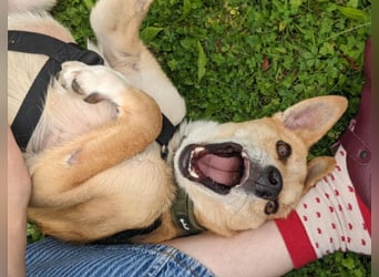 AURELL - fröhlicher Begleiter mit großem Herz