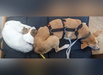 AURELL - fröhlicher Begleiter mit großem Herz