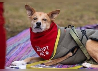 AURELL - fröhlicher Begleiter mit großem Herz