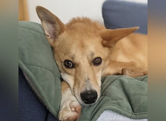 AURELL - fröhlicher Begleiter mit großem Herz