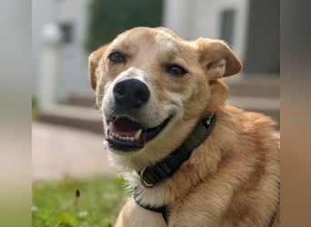 AURELL - fröhlicher Begleiter mit großem Herz