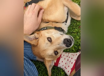 AURELL - fröhlicher Begleiter mit großem Herz