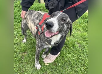 Enea - Herzenshund Enea wartet auf dich