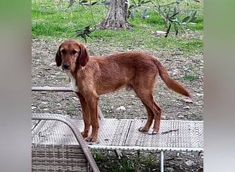 Choco - jung, verschmust, neugierig auf die grosse Welt. Choco ist bereit! Bewirb dich schnell!