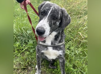 Enea - Herzenshund Enea wartet auf dich