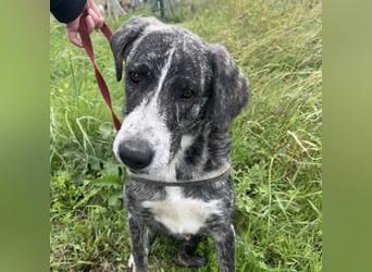 Enea - Herzenshund Enea wartet auf dich