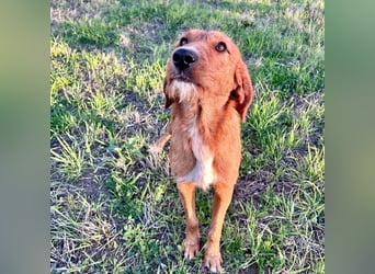 Choco - jung, verschmust, neugierig auf die grosse Welt. Choco ist bereit! Bewirb dich schnell!