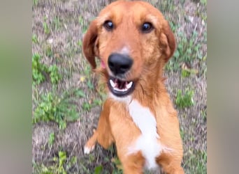 Choco - jung, verschmust, neugierig auf die grosse Welt. Choco ist bereit! Bewirb dich schnell!