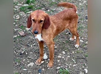 Choco - jung, verschmust, neugierig auf die grosse Welt. Choco ist bereit! Bewirb dich schnell!