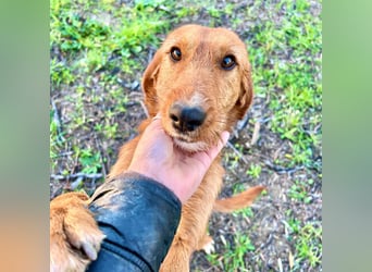Choco - jung, verschmust, neugierig auf die grosse Welt. Choco ist bereit! Bewirb dich schnell!