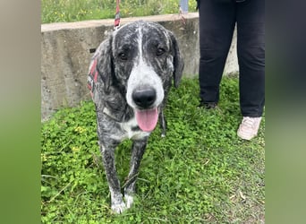 Enea - Herzenshund Enea wartet auf dich