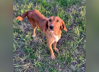 Choco - jung, verschmust, neugierig auf die grosse Welt. Choco ist bereit! Bewirb dich schnell!