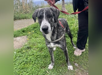 Enea - Herzenshund Enea wartet auf dich