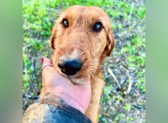 Choco - jung, verschmust, neugierig auf die grosse Welt. Choco ist bereit! Bewirb dich schnell!
