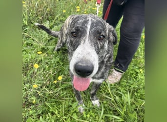 Enea - Herzenshund Enea wartet auf dich